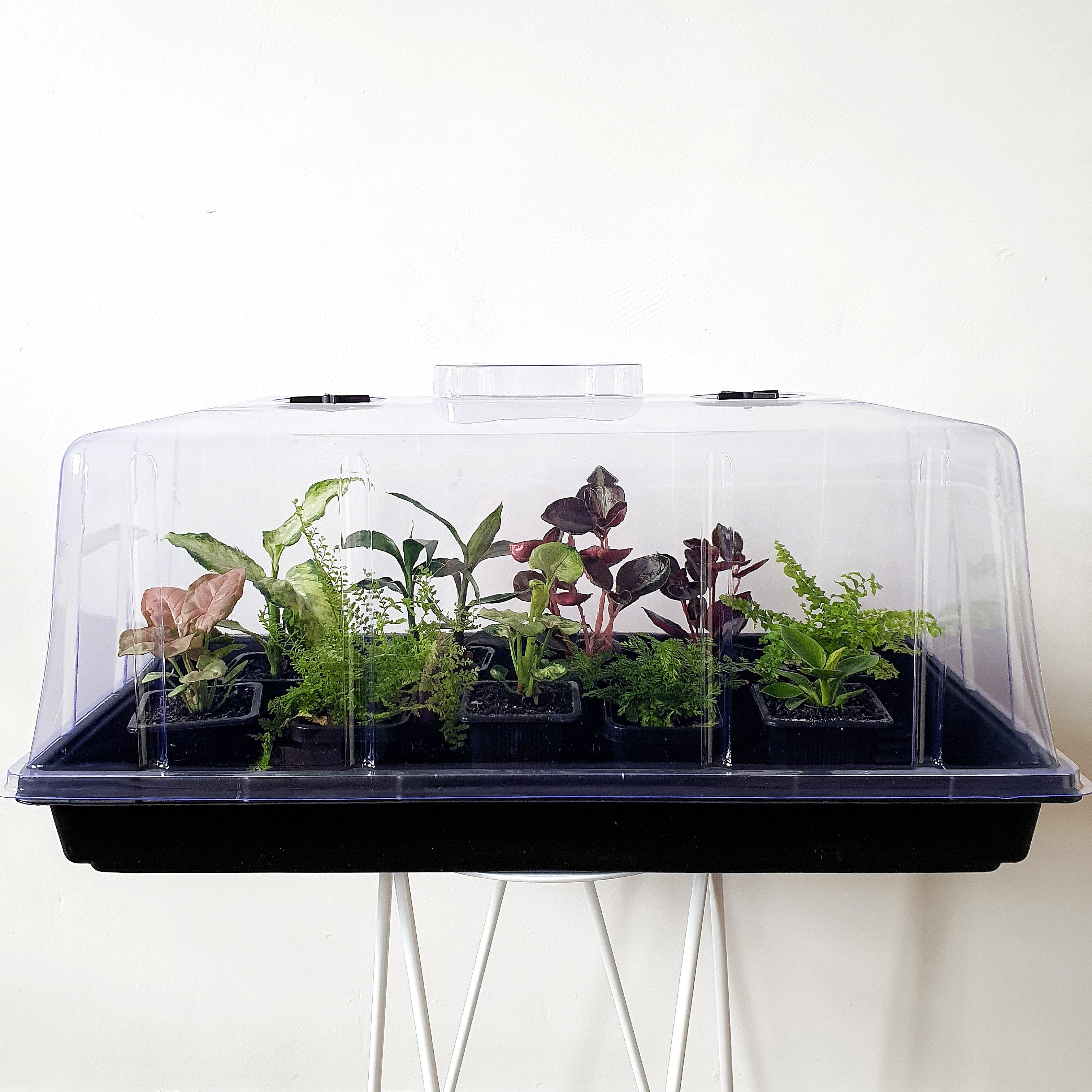 Miniature Hightop Greenhouse